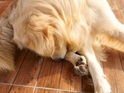 Golden Retriever Dog Scratching His Itchy Foots Stock Footage