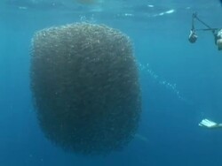 Schooling Bait ball, Kei Islands, Indonesia Stock Footage