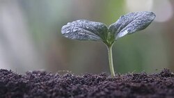 Seedlings of pumpkin on soil in the vegetable garden. Stock Footage