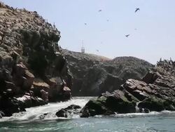 WS POV View of group of paracas on island / Paracas, Nazca, Peru Stock Footage