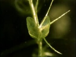Aldrovanda, Water Wheel Plant catching Daphnia, UK Stock Footage
