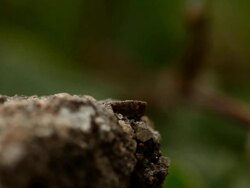 Ants 01 Stock Footage