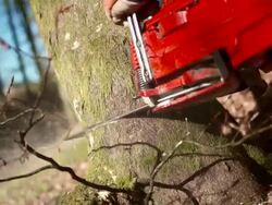 HD: Lumberjack Cutting A Tree Stock Footage
