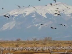 MS Greater sandhill cranes in flight and landing in front of snow capped peaks / Monte Vista, Colorado, United States Stock Footage