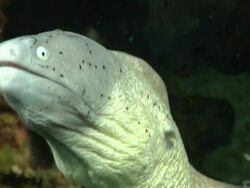 ECU TS Geometric moray eel lying in rock crevice covered with coral and molluscs / Matola, Maputo, Mozambique Stock Footage