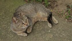 cat is resting in the garden Stock Footage