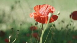 4K: Beautiful Red Poppies Stock Footage