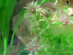 Talking Fish Stock Footage