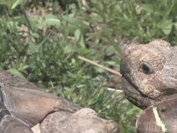 Large turtle 15 - HD 30F Stock Footage