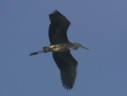 Flying heron 3  1080/60i Stock Footage