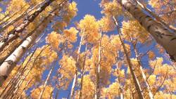 Hermafrodita Instructional Video