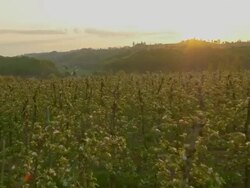 AERIAL Apple orchard at dawn Stock Footage