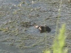 River rat 21  1080/60i Stock Footage