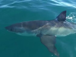 White shark, South Africa  Stock Footage