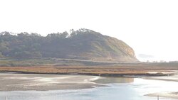 Torrey Pines Stock Footage