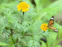 Butterflies eat pollen Stock Footage