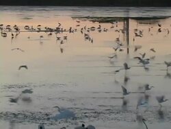 Birds Feeding at Dawn Stock Footage