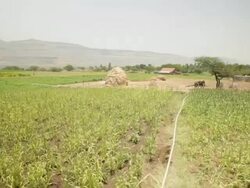 Three rural kids playing with water in the farms Stock Footage