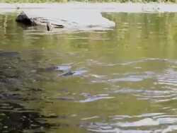 feeding fish large Arapaima Stock Footage