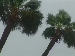 CU Shot of two palm trees blowing in wind / Gulfport, Mississippi, United States Stock Footage
