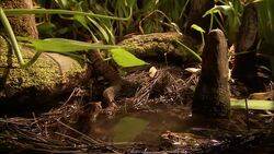 A snake flicks its tongue as it rests in a bog. Stock Footage