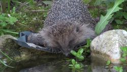 Hibernate Instructional Video