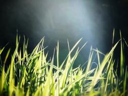 Grass field Stock Footage