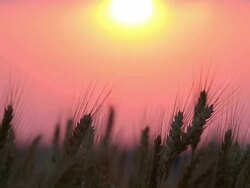Sunset Wheat Stock Footage