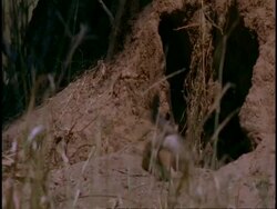 MS Jackal pup scurries into den, Bandhavgarh National Park, India Stock Footage