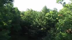 4K aerial footage rising above the trees in the Catskills, in upstate New York. 3840 X 2160. Sunny day. Stock Footage