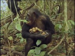 MS, ZI, Chimpanzee (Pan troglodytes) eating fruits, young in background, Gombe Stream National Park, Tanzania Stock Footage