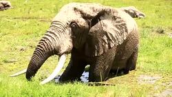 African Elephant at wild Stock Footage