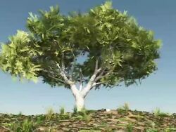 Circle of Life Stock Footage