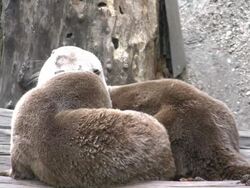 Otters at play Stock Footage