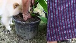 old hand woman planting small plant in garden Stock Footage