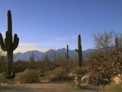 Tall Saguraro cactus with sage brush and colorful desert sky Stock Footage