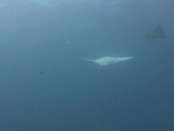 Manta & Eagle Ray Stock Footage