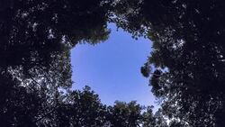 Night forest with star sky above Stock Footage