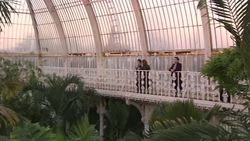 The most common ingredient in food - but what is palm oil?  News Clip