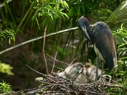 Tricolor Heron with Young Stock Footage