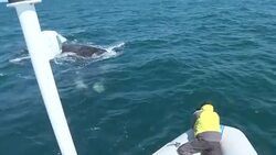 VOICED: Cientificos y turistas codo con codo en la Patagonia News Clip