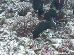 MS Coral reef and surgeon / Hawaii, United States Stock Footage