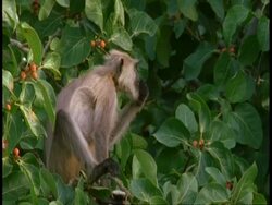 MS Hanuman Langur, Semnopithecus entellus, in tree eating fruit, Bandhavgarh National Park, India Stock Footage
