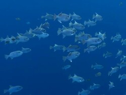 MS Schooling fish in blue water / Hawaii, United States Stock Footage