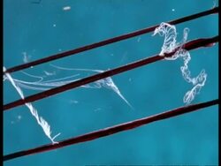 Jellyfish wrapped around spine of Sea Urchin, puts out tentacles in blue water, Australia Stock Footage