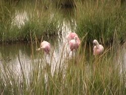 spoonbills Stock Footage