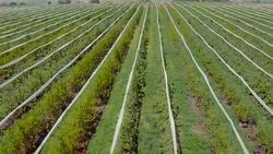 Fruit garden, Aerial shooting Stock Footage