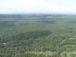 Aerial palm oil plantation, Maliau Basin, Sabah, Malaysia, Borneo Stock Footage