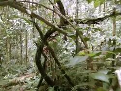 Walking through a natural arch formed by a tangle of lianas in the Ecuadorian Amazon Stock Footage