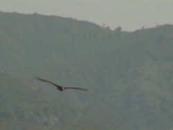 WS TS SLO MO View of Turkey Vulture flying over mountains / Big Sur, California, United States Stock Footage